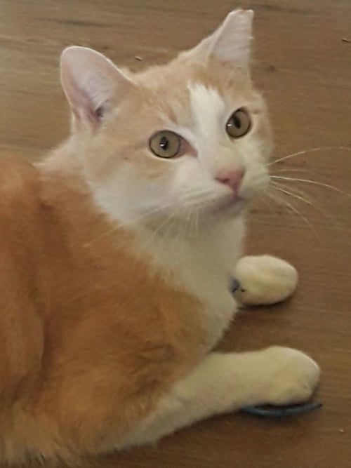 JESSE (& JERRY) - BONDED - Domestic Short Hair available for adoption