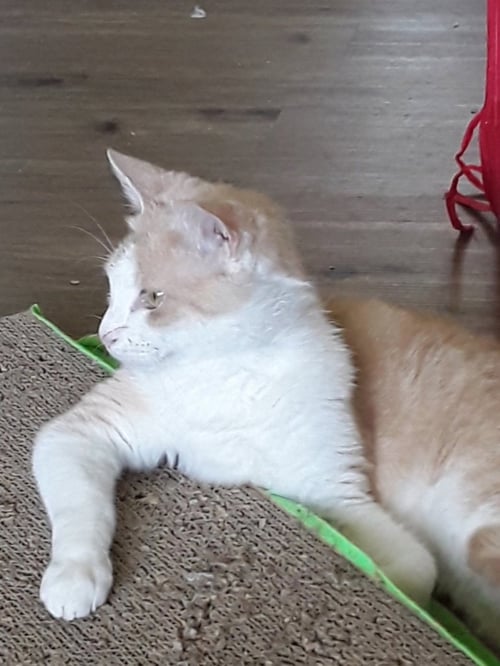 JESSE (& JERRY) - BONDED - Domestic Short Hair available for adoption