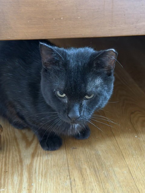 ESPRESSO - Domestic Short Hair available for adoption