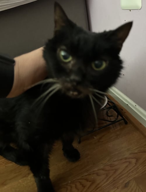 ANASTASIA - Domestic Short Hair available for adoption