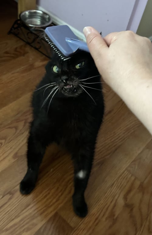 ANASTASIA - Domestic Short Hair available for adoption