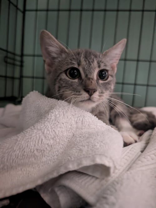 SHIMMER - Domestic Short Hair available for adoption