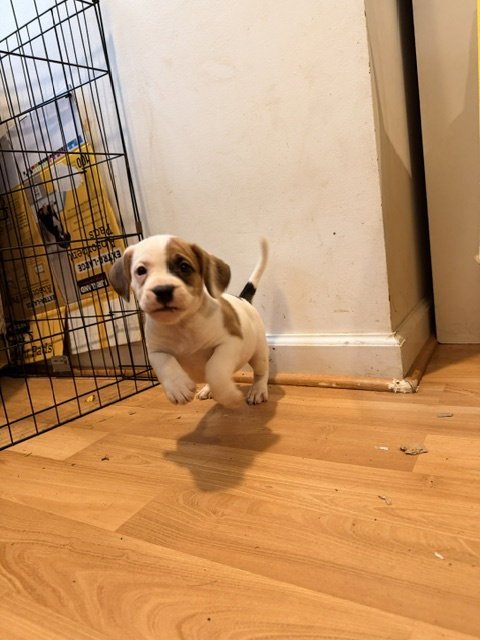 HAZEL - Beagle available for adoption