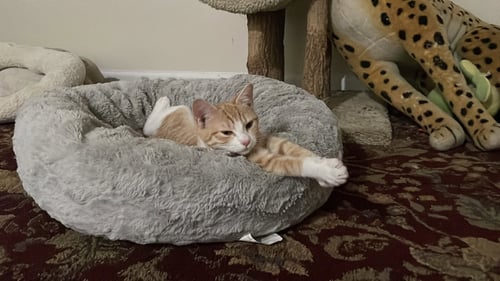 WREN - Domestic Short Hair available for adoption