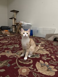 Wren - Photo 2