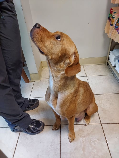 KATIE - Labrador Retriever available for adoption