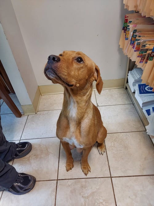 KATIE - Labrador Retriever available for adoption