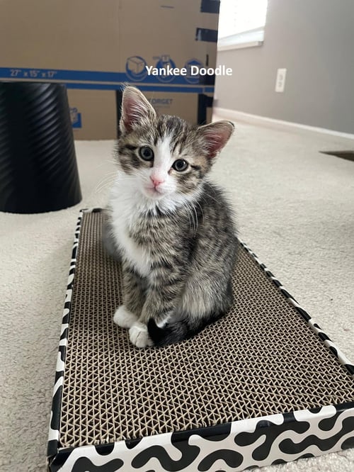 YANKEE DOODLE & MOSCOW *BONDED* - Domestic Short Hair available for adoption