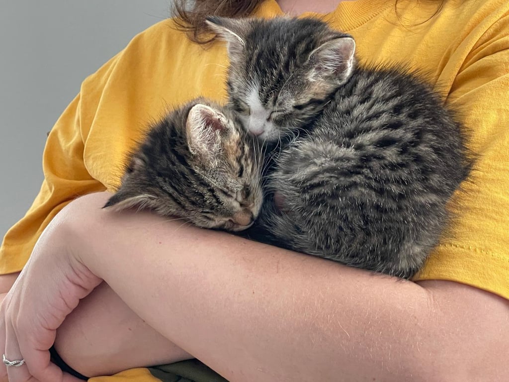 Yankee Doodle & Moscow *BONDED* Image
