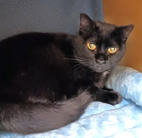 DRACO - Domestic Short Hair available for adoption