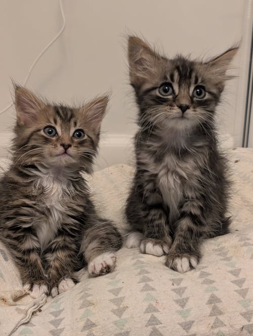 ANDROMEDA - Domestic Medium Hair available for adoption