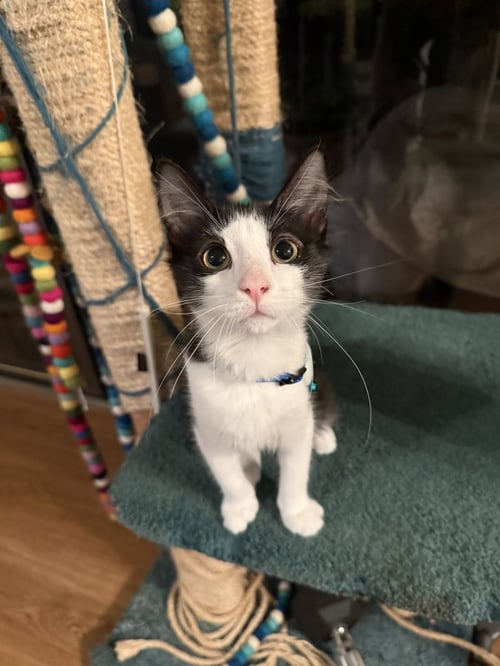 DRAKE - Domestic Short Hair available for adoption