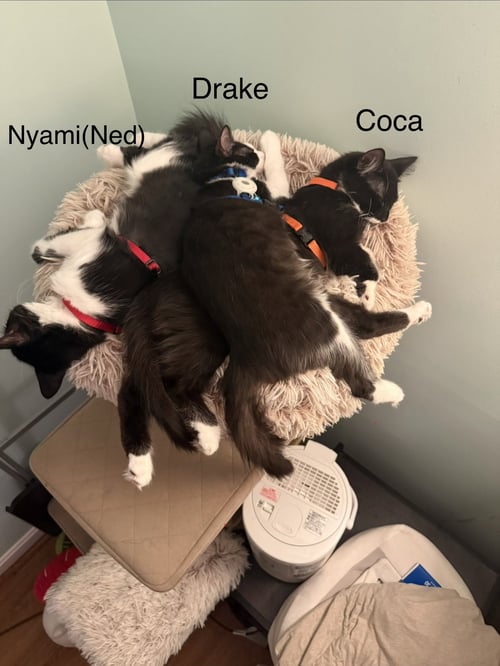 DRAKE - Domestic Short Hair available for adoption