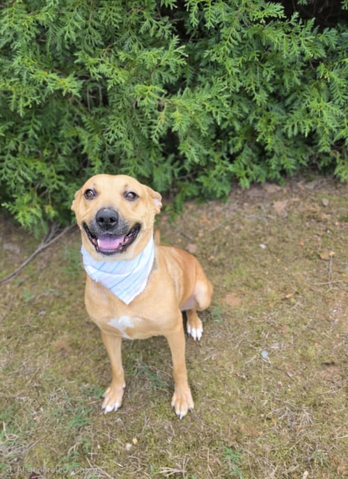 SIERRA - Labrador Retriever available for adoption