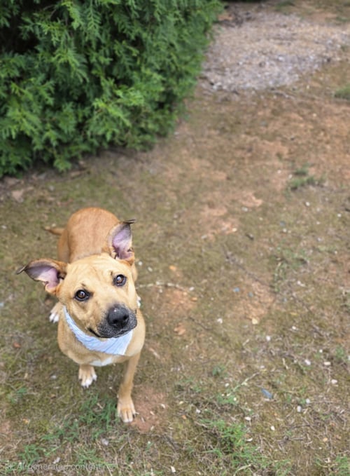 SIERRA - Labrador Retriever available for adoption
