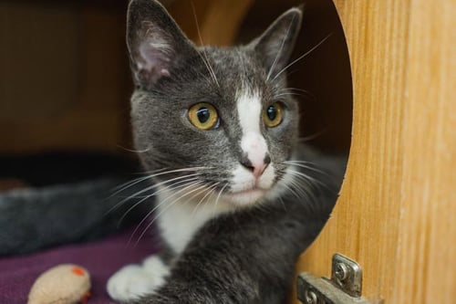 GEO - Domestic Short Hair available for adoption