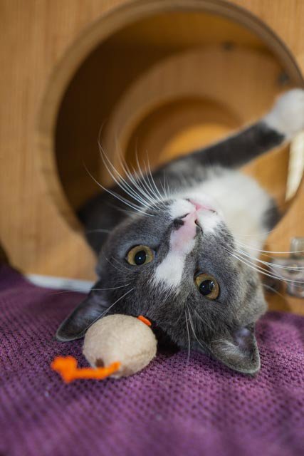 GEO - Domestic Short Hair available for adoption