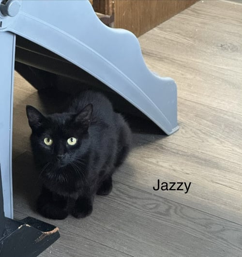 JAZZY - Domestic Short Hair available for adoption