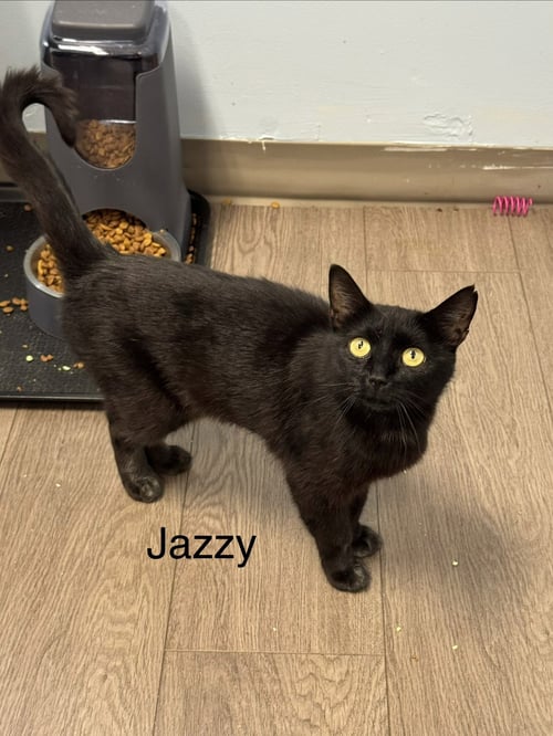 JAZZY - Domestic Short Hair available for adoption