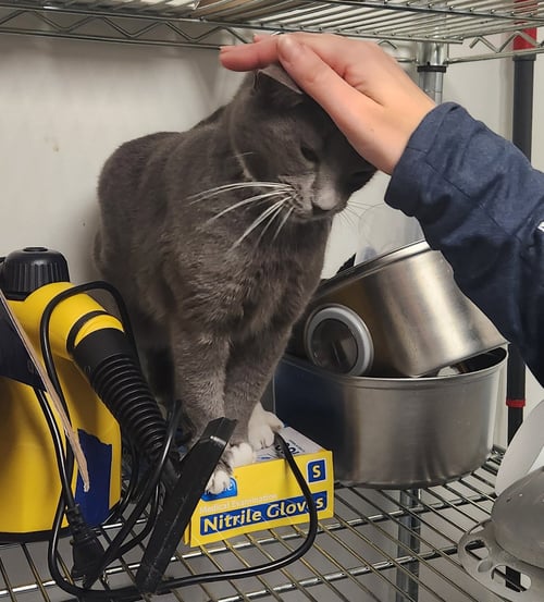 ARIES - Domestic Short Hair available for adoption