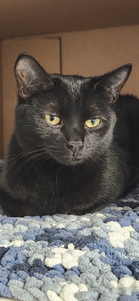 Binx MT - Photo 2