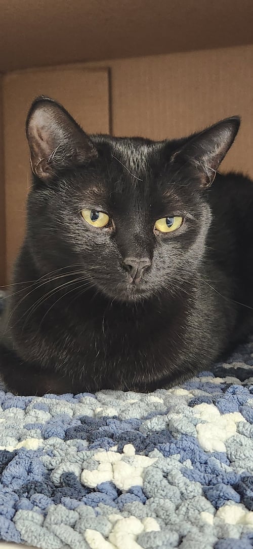 BINX MT - Domestic Short Hair available for adoption