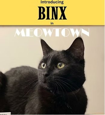 BINX MT - Domestic Short Hair available for adoption