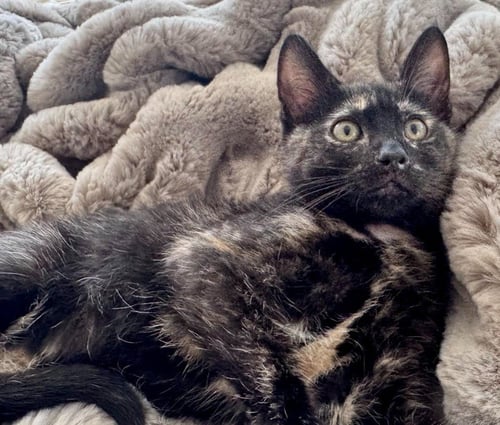 OPAL - Domestic Short Hair available for adoption