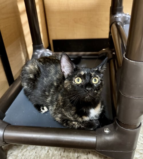 OPAL - Domestic Short Hair available for adoption