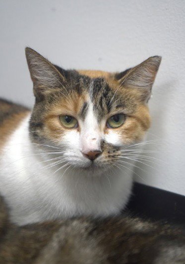 SHERMIE - Domestic Short Hair available for adoption