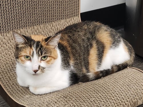 SHERMIE - Domestic Short Hair available for adoption