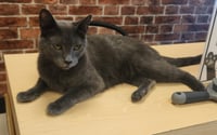Charlie - Photo 2