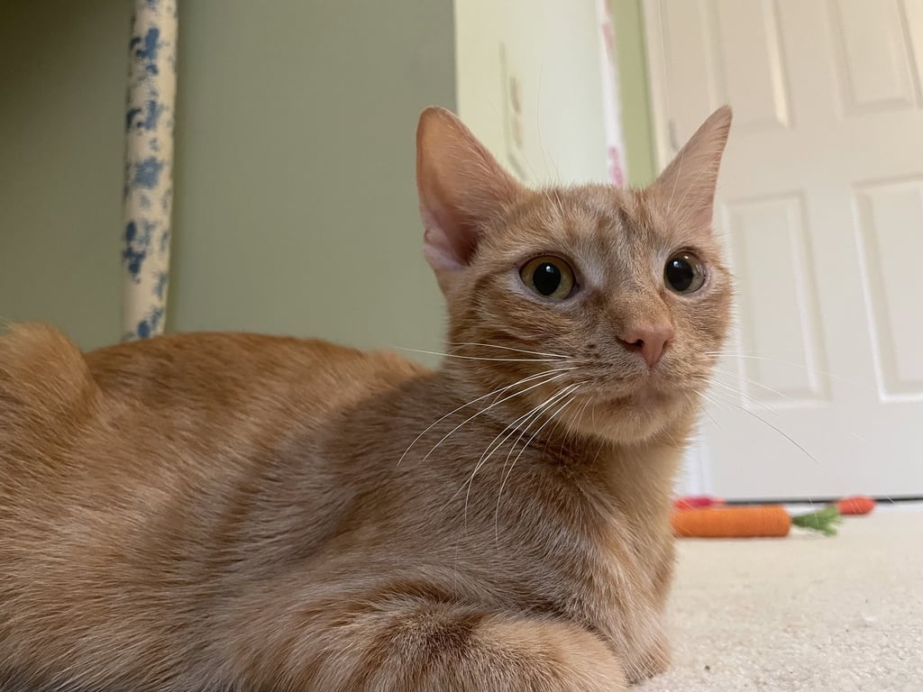 Yammie Image