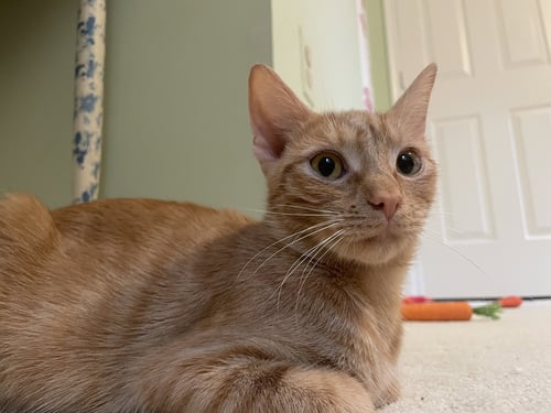YAMMIE - Domestic Short Hair available for adoption