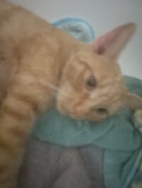 Yammie - Photo 2