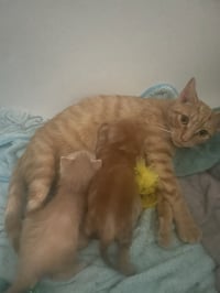 Yammie - Photo 4