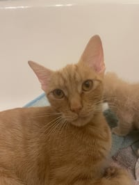 Yammie - Photo 3