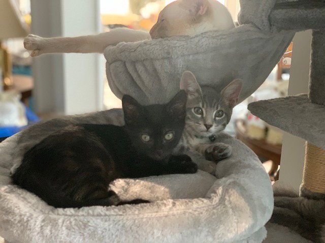 Eris & Jupiter *BONDED* Image