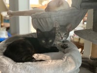 Eris & Jupiter *BONDED* - Photo 1