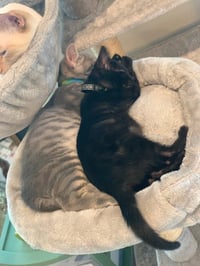 Eris & Jupiter *BONDED* - Photo 4