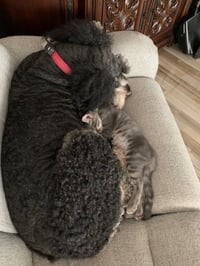 Eris & Jupiter *BONDED* - Photo 3