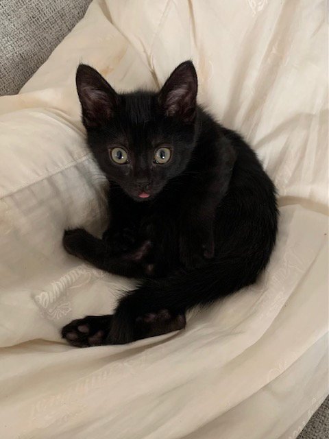 ERIS & JUPITER *BONDED* - Domestic Short Hair available for adoption