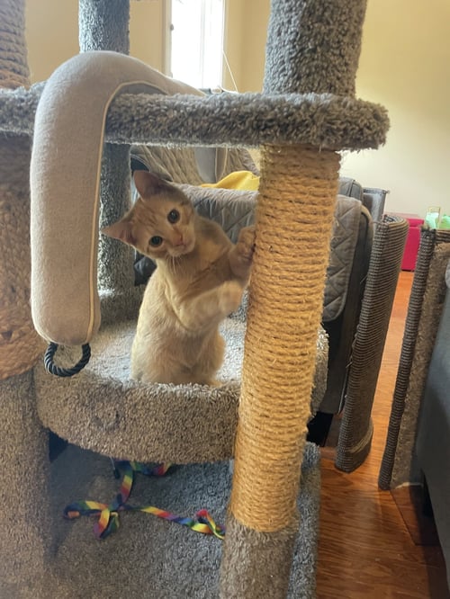 NACHO - Domestic Short Hair available for adoption