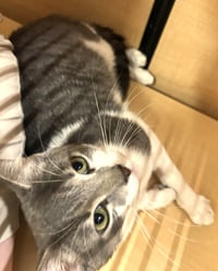 Tom - adult silver tabby - Photo 2