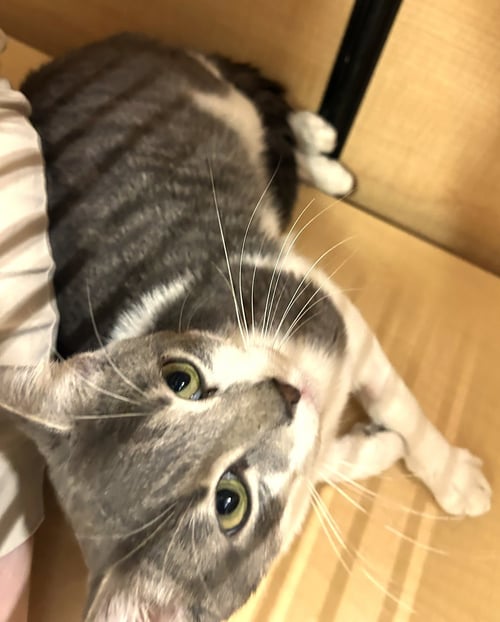 TOM - ADULT SILVER TABBY - Domestic Short Hair available for adoption
