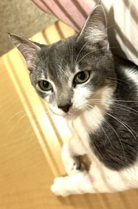 Tom - adult silver tabby - Photo 1