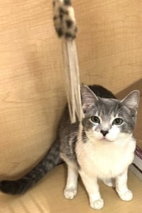 Tom - adult silver tabby - Photo 3