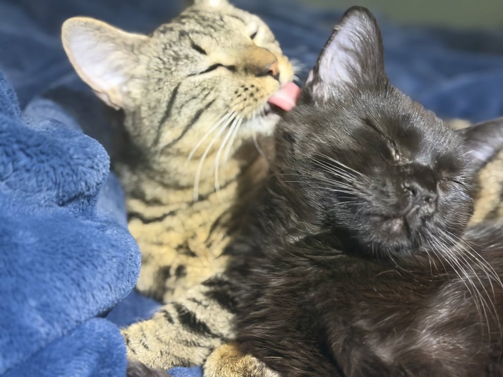 Phoenix- his best friend just got adopted Image