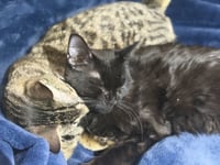 Phoenix- his best friend just got adopted - Photo 3