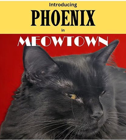 PHOENIX- HIS BEST FRIEND JUST GOT ADOPTED - Domestic Short Hair available for adoption